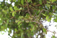 Ichnocarpus frutescens